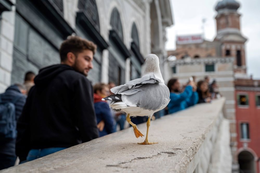 Atacul păsărilor! Turiștii din Veneția primesc pistoale cu apă portocalii ca să se lupte cu pescărușii - VIDEO