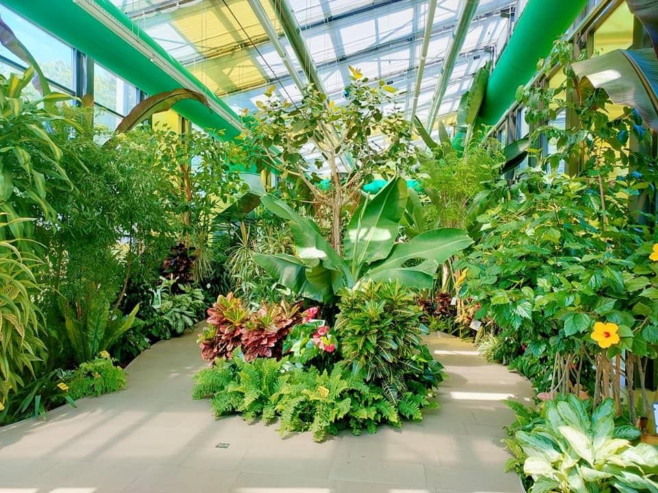 Într-un parc din Capitală s-au copt fructele de papaya, cireșele braziliene și portocalele - FOTO