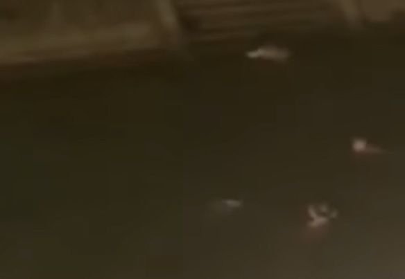 Tinere filmate în timp ce fac baie goale în râul Bega! Cum a reacționat Poliția când a văzut imaginile