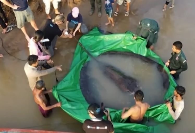 Captură record! Cum arată o pisică de mare de 300 kg. Este cel mai mare pește de apă dulce VIDEO