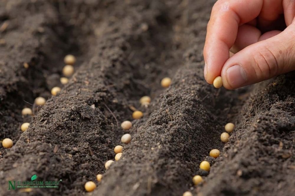 (P) Nu Oricum - magazin semințe legume de încredere pentru agricultori