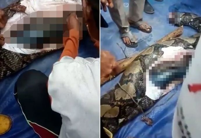Terifiant! Trupul unei femei a fost găsit intact într-un piton de 7 metri - FOTO