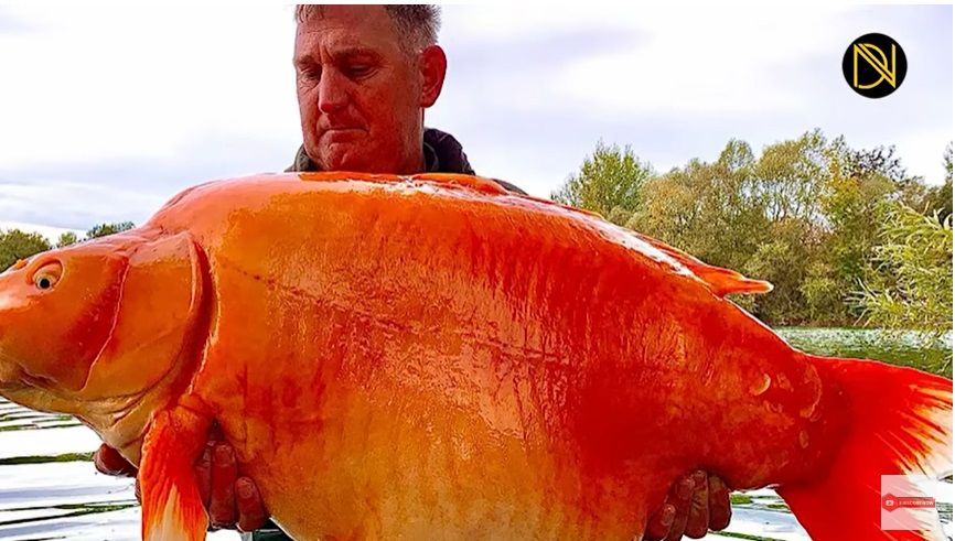 A prins "peștișorul de aur"! Exemplarul uriaș, denumit Carrot, are peste 30 de kilograme VIDEO