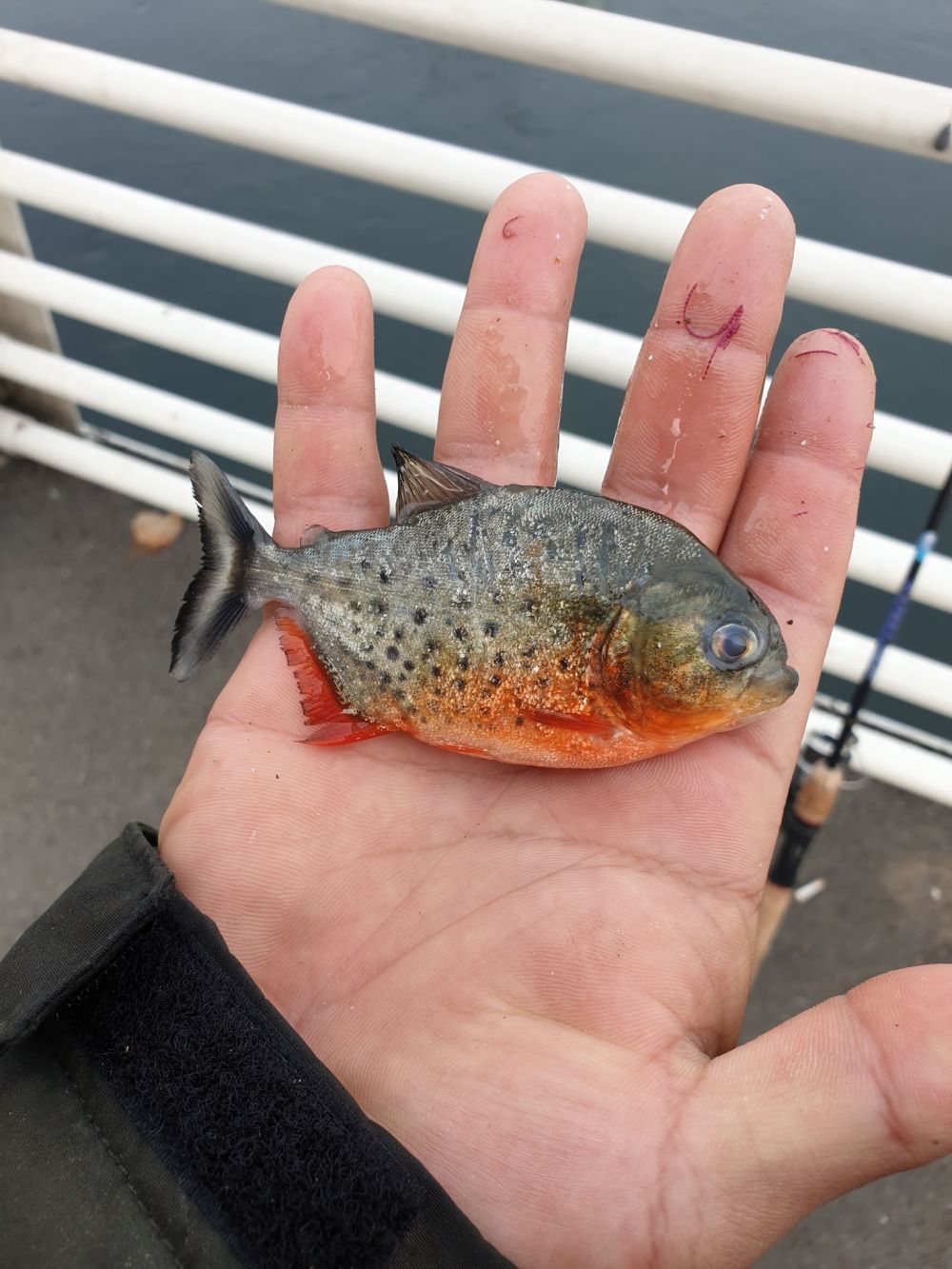 Autoritățile sunt în alertă! Pește piranha descoperit în Crișul Repede: "Fiind răpitori, ar face ravagii" - FOTO