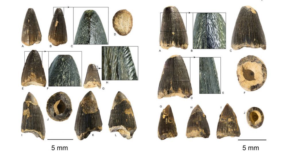 Au fost găsite fosilele unor crocodili despre care nu se știa că au trăit în România. Descoperire făcută de 3 cercetători români