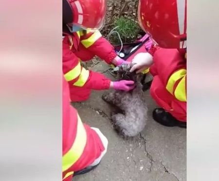 Un câine a fost resuscitat de SMURD după ce a fost scos dintr-un apartament cuprins de flăcări VIDEO