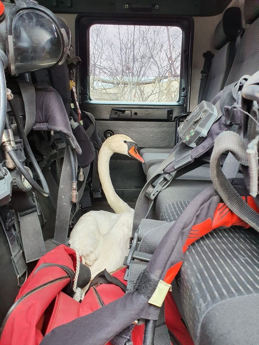Cu lebăda la intervenție! Pompierii din Constanţa au salvat-o de la îngheț și au luat-o în misiune la stingerea unui incendiu