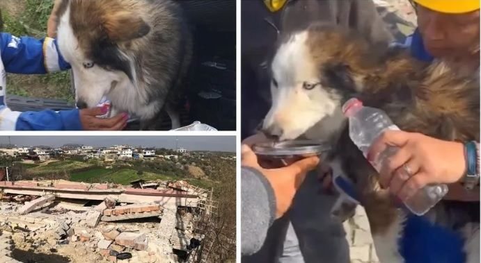 Miracol. Un câine a fost scos de sub dărâmături în Turcia, la 23 de zile după cutremurul devastator - VIDEO