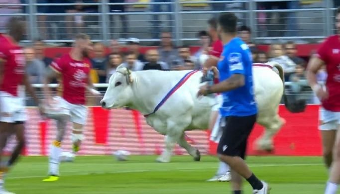 Un taur a intrat pe teren la un meci de rugby fugărindu-i pe jucătorii în roșu - VIDEO