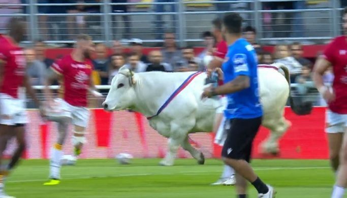 Un taur a intrat pe teren la un meci de rugby fugărindu-i pe jucătorii în roșu - VIDEO