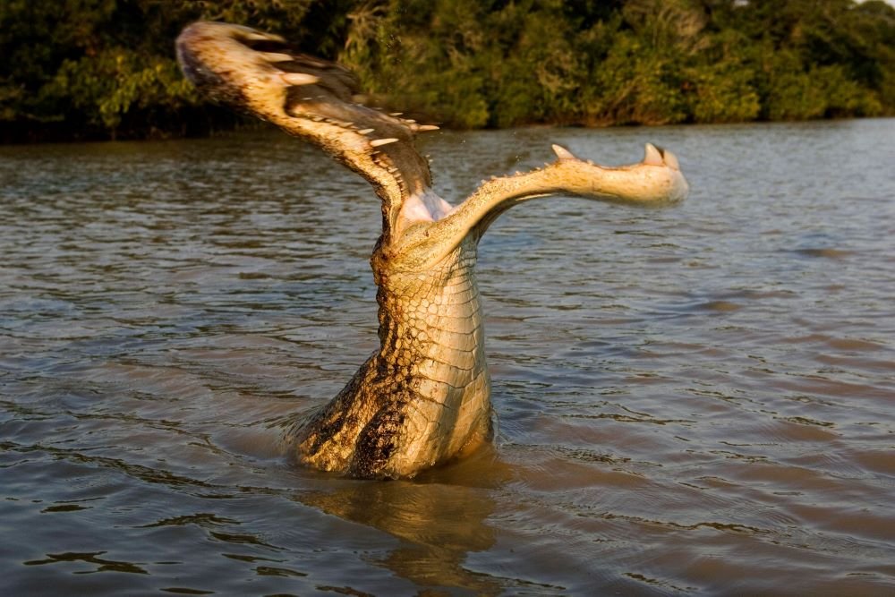 Atacat de crocodil în timp ce făcea snorkeling: Mi-am scos capul dintre fălcile lui