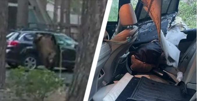 Un urs a rămas blocat într-o mașină. Momentul în care Poliția intervine pentru a elibera animalul VIDEO