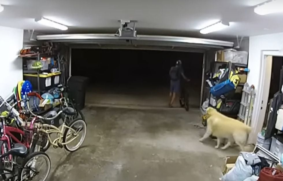 Reacția virală a unui hoț de biciclete când în garajul din care fura apare un câine! Întreaga scenă a fost filmată