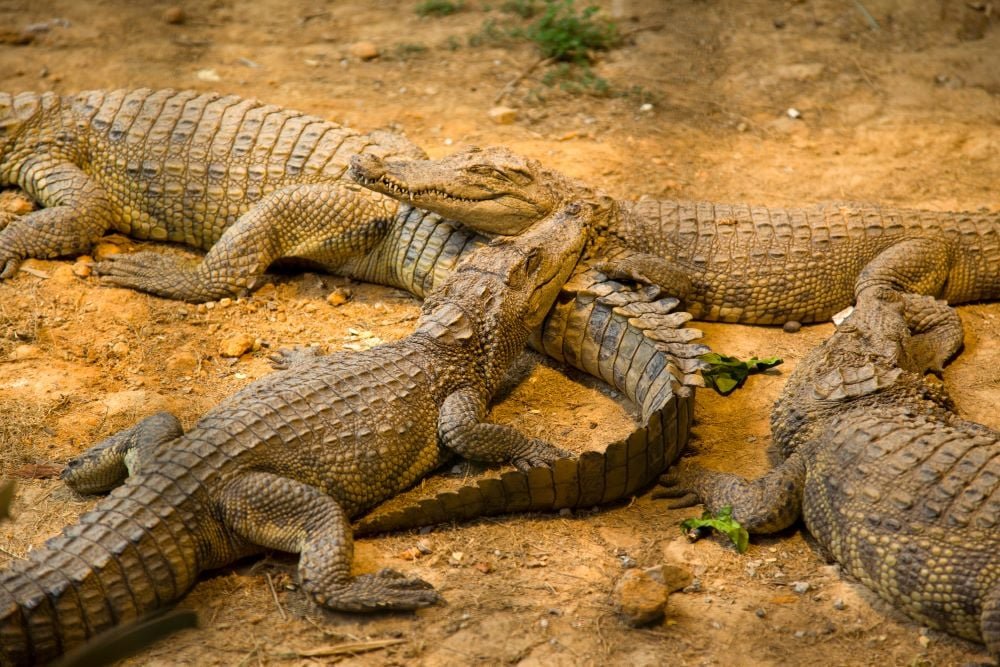 Locuitorii unui oraș sunt în alertă! Peste 70 de crocodili au scăpat dintr-o crescătorie - VIDEO