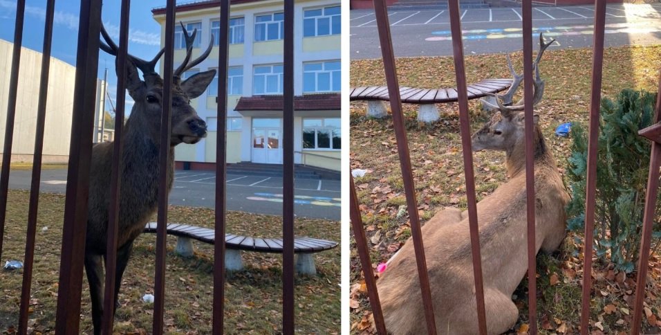 Un cerb a intrat în curtea unei şcoli din Râşnov, în timp ce elevii se aflau la cursuri VIDEO
